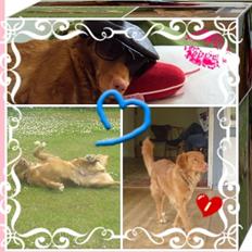 Nova scotia duck tolling retriever | Nova **V.B.H**