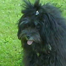 Løwchen Coco