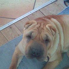Shar pei Rynke.. R.I.P.