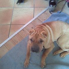 Shar pei Rynke.. R.I.P.