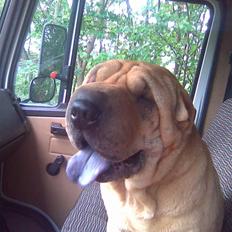Shar pei Rynke.. R.I.P.