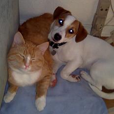 Jack russell terrier Freja