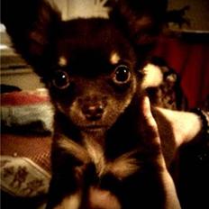 Chihuahua Vanilie