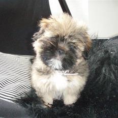 Lhasa apso Carmen von Moisen (Bella)