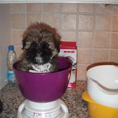 Lhasa apso Carmen von Moisen (Bella)