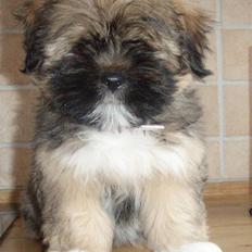 Lhasa apso Carmen von Moisen (Bella)