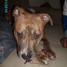 Amerikansk staffordshire terrier Frøken