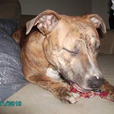 Amerikansk staffordshire terrier Frøken