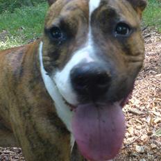 Amerikansk staffordshire terrier Tripper Himmelhund