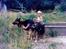 Schæferhund Kiki <3 <3 R.I.P. - Parring med Hanni...
