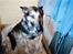 Schæferhund Kiki <3 <3 R.I.P. - En ældre dame