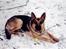 Schæferhund Tiki R.I.P.