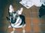 Schæferhund Tiki R.I.P. - Stadig lidt lille men hun blev hurtigt større...