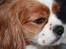 Cavalier king charles spaniel Buster R.I.P. 18/01-11