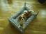 Cavalier king charles spaniel Buster R.I.P. 18/01-11