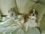 Cavalier king charles spaniel Buster R.I.P. 18/01-11 - Her er jeg sammen med min kusine Amanda da hun var helt lille:D