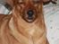Blanding af racer Julie (Spansk gadehund)