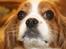 Cavalier king charles spaniel Buster R.I.P. 18/01-11