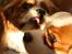Cavalier king charles spaniel Buster R.I.P. 18/01-11