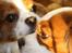 Cavalier king charles spaniel Buster R.I.P. 18/01-11