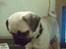 Mops Kahlua
