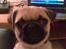 Mops Kahlua