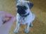 Mops Kahlua