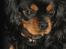 Cavalier king charles spaniel * Min lille mini :-) 