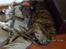 Galgo español Himmelhund Sade