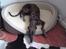 Galgo español Himmelhund Sade