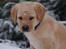 Labrador retriever Buddy