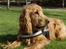 Cocker spaniel Pax - Velkommen til min profil... :) 