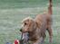 Cocker spaniel Pax