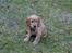 Cocker spaniel Pax
