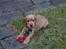 Cocker spaniel Pax