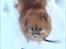 Pomeranian RIP Trikkie <3 2002 -2012