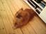 Pomeranian RIP Trikkie <3 2002 -2012