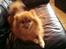 Pomeranian RIP Trikkie <3 2002 -2012