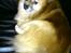 Pomeranian RIP Trikkie <3 2002 -2012