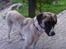 Kangal pasa