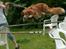 Nova scotia duck tolling retriever Chang - sneen er væk og vi springer lidt