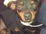 Dvaergpinscher ..R.I.P..  Gucci  <3 - Gucci1