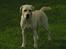 Labrador retriever Luna (Amber Cover)