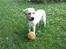 Labrador retriever Luna (Amber Cover)