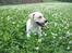 Labrador retriever Luna (Amber Cover)