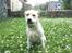 Labrador retriever Luna (Amber Cover)