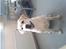 Labrador retriever Luna (Amber Cover)