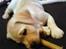 Labrador retriever Luna (Amber Cover)