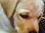 Labrador retriever Luna (Amber Cover)