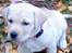 Labrador retriever Luna (Amber Cover)